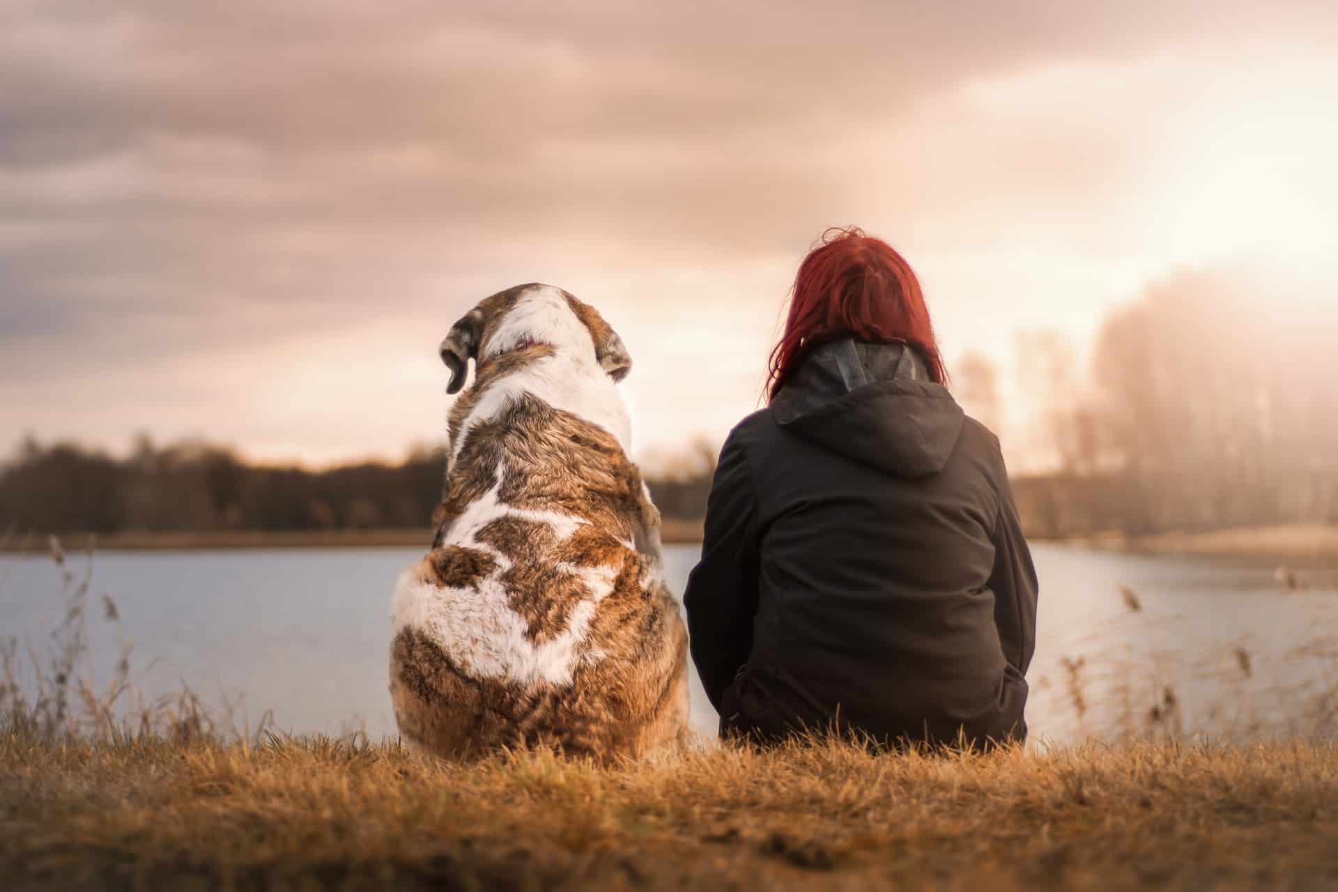 Vakantiepark hond Nederland